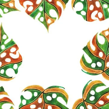 Monstera Stock Illustration