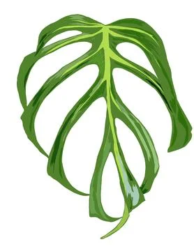 Monstera Stock Illustration