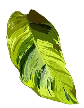 Monstera Stock Illustration