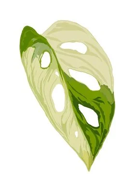 Monstera Stock Illustration