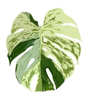 Monstera Stock Illustration