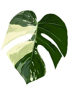 Monstera Stock Illustration