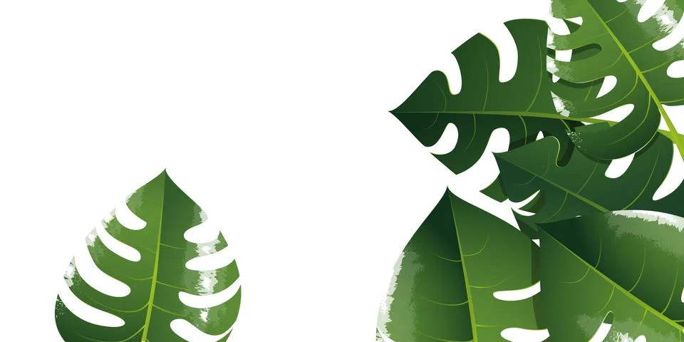 Monstera illustration background Stock Illustration