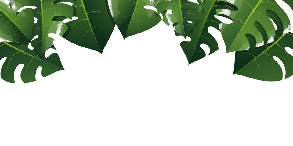 Monstera illustration background Stock Illustration