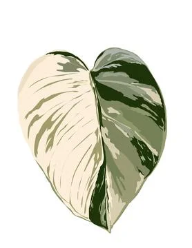 Monstera illustration Stock Illustration