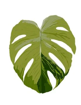 Monstera illustration Stock Illustration