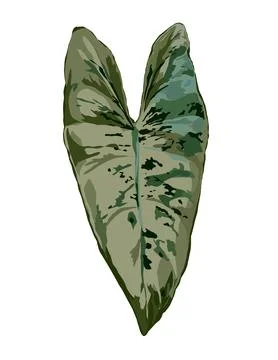 Monstera illustration Stock Illustration
