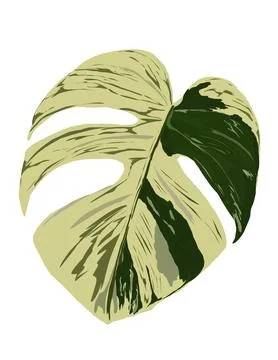 Monstera illustration Stock Illustration