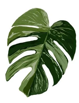 Monstera illustration Stock Illustration