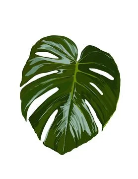 Monstera illustration Stock Illustration