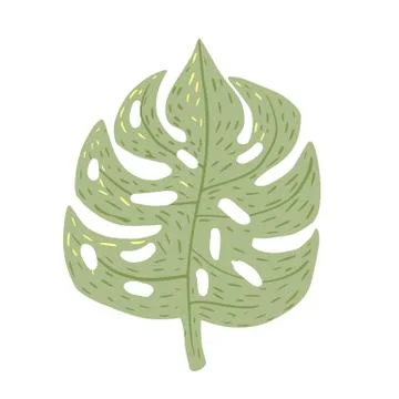 Monstera isolated on white background. Abstract tropical leaf green color in  Stock Illustration