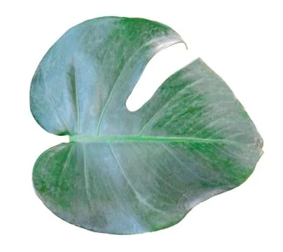 Monstera leaf and stem, trendy tropical jungle paradise foliage shape, isolat Foto stock