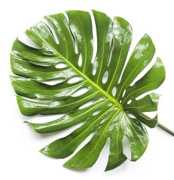 Monstera leaf and stem, trendy tropical jungle paradise foliage shape, isol.. Photos