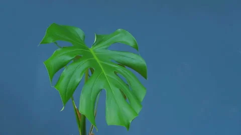 Monstera leaf with blowing wind on blue wall background Stock Footage 142676965