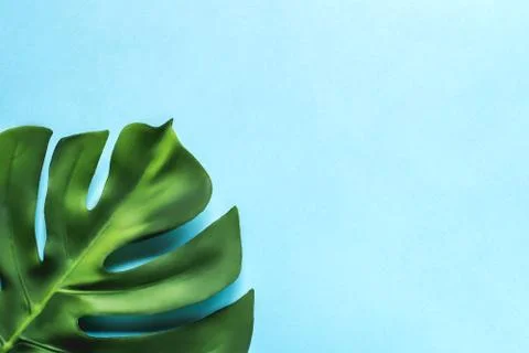 Monstera leaf on a blue background. Flat lay, top view. Foto stock