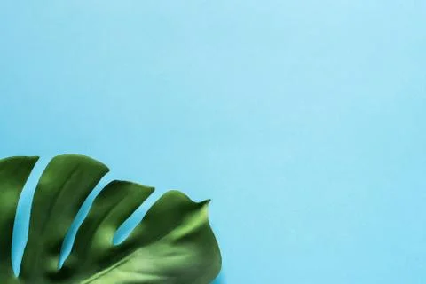 Monstera leaf on a blue background. Flat lay, top view. Stock Photos