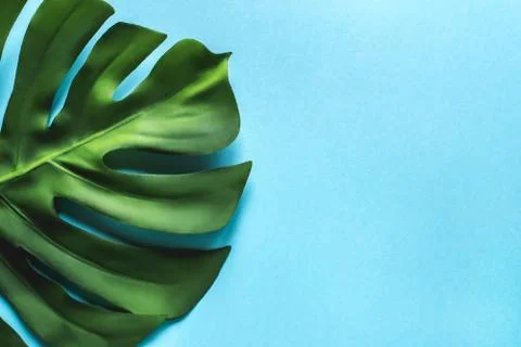 Monstera leaf on a blue background. Flat lay, top view. Stock Photos