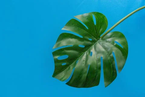 Monstera leaf on blue background. Minimalistic summer concept Stock Photos