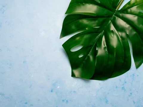 Monstera leaf on blue background 스톡 사진
