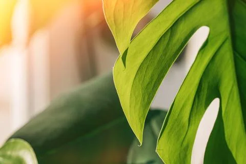 Monstera leaf close-up under sunlight Stock Photos