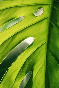 Monstera leaf close-up under sunlight Stock Photos