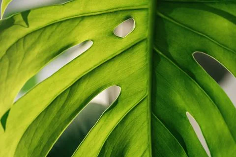 Monstera leaf close-up under sunlight Stock Photos