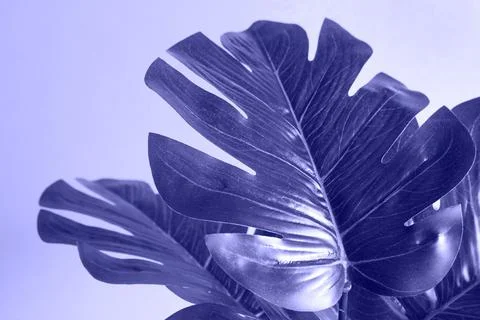 Monstera leaf close-up on a yellow background. Artificial houseplant, decor a Foto stock