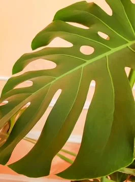 Monstera leaf close-up on a yellow background, vertical Stock Photos