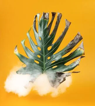 Monstera leaf in a cloud of smoke on orange background. Stock Photos