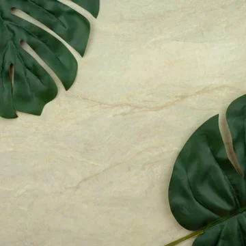 Monstera leaf on empty brown matt marble Stock Photos