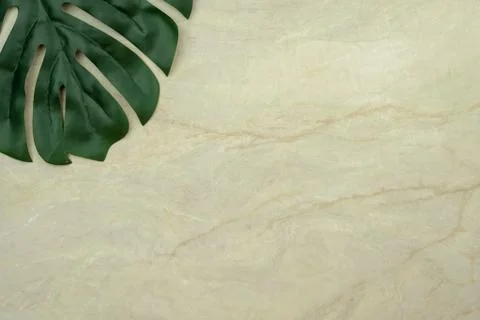 Monstera leaf on empty brown matt marble Stock Photos