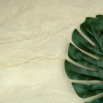 Monstera leaf on empty brown matt marble Stock Photos