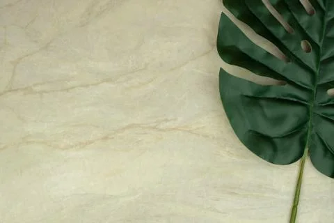 Monstera leaf on empty brown matt marble Stock Photos