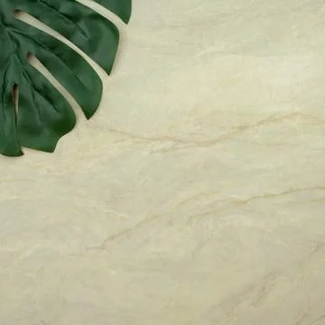 Monstera leaf on empty brown matt marble Stock Photos