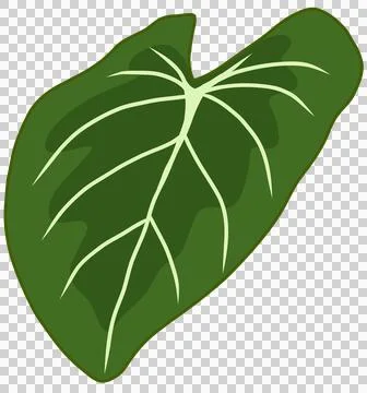 Monstera leaf flat design, green botanical element Stock Illustration