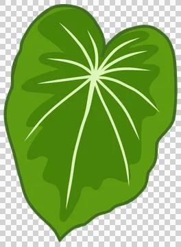 Monstera leaf flat design, green botanical element Stock Illustration