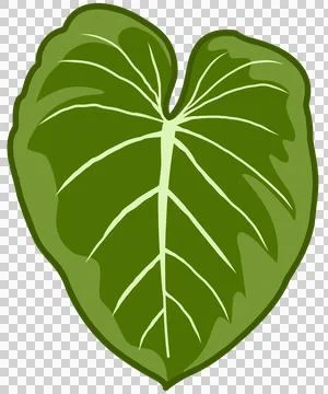 Monstera leaf flat design, green botanical element Stock Illustration