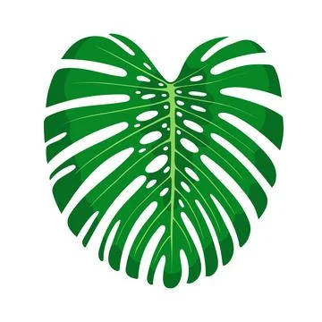 Monstera leaf. Flat vector illustration isolated on white. Stock Illustration
