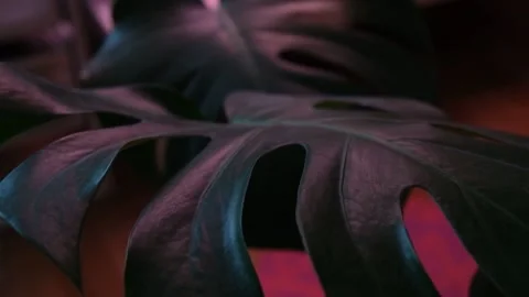 Monstera leaf Stock Footage 152906948