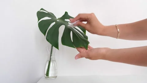 Monstera leaf Stock-Footage 171165371