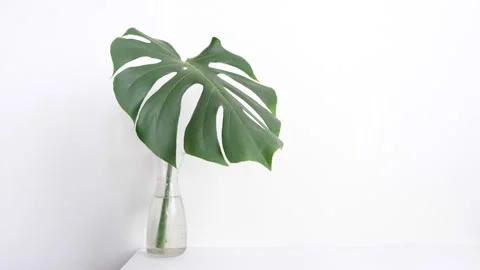 Monstera leaf Stock Footage 171165389