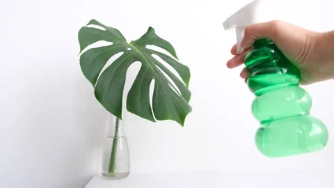 Monstera leaf Stock Footage 171165397