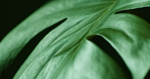 Monstera Leaf Stock Footage 276141369