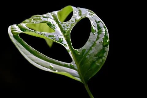 Monstera, Leaf, Green image Stock Photos