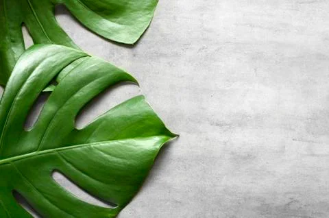 Monstera leaf on grey concrete background. View from above. Monstera backgrou Stock Photos