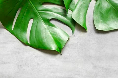 Monstera leaf on grey concrete background. View from above. Monstera backgrou Stock Photos