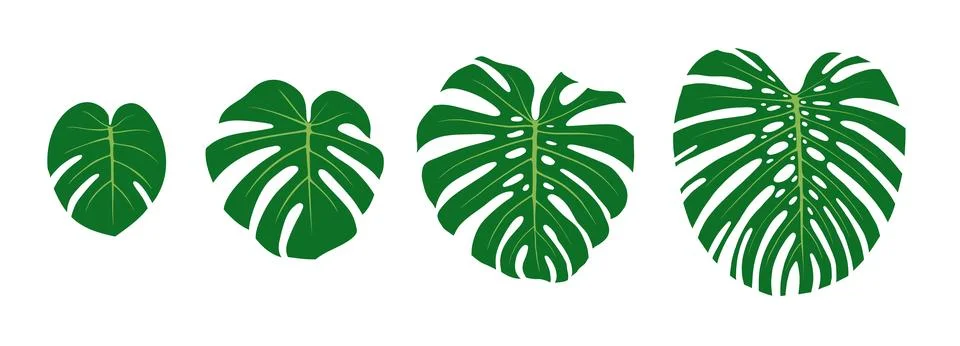 Monstera leaf growth stages. Flat vector color illustration isolated on whi.. Stock Illustration