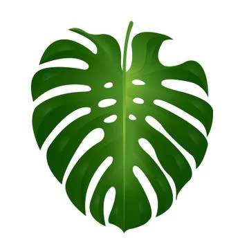 Monstera  Leaf Stock Illustration