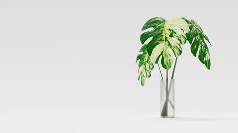 Monstera leaf Stock Illustration
