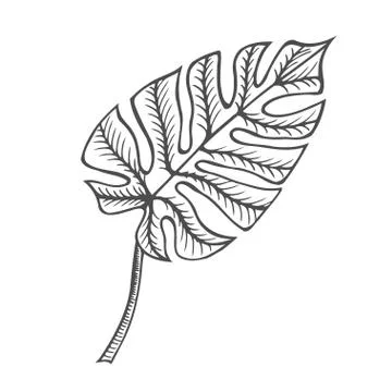 Monstera leaf illustration Illustrazione stock